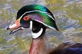 Wood Duck_53599